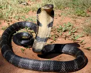 Curiosidades Sobre as Cobras (1)