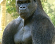curiosidades-sobre-os-gorilas-parentes-do-ser-humano-5