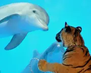 duelo-golfinho-tigre-1.jpg