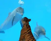 duelo-golfinho-tigre-2.jpg
