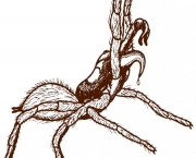 especies-de-aracnideos-5