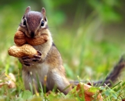 esquilo-amendoins.jpg