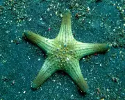 Estrelas do Mar Fotos (9)