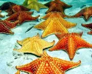 Estrelas do Mar Fotos (18)
