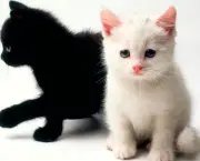 Filhotes de Gatos (3)