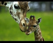 filhote-de-girafa-1.jpg