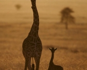 filhote-de-girafa-2.jpg