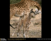 filhote-de-girafa-3.jpg