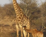 filhote-de-girafa-4.jpg