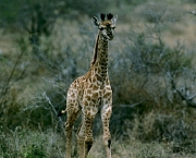 filhote-de-girafa-5.jpg