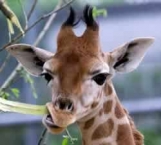 filhote-de-girafa-6.jpg