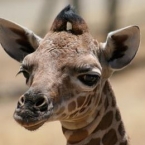 filhote-de-girafa-7.jpg