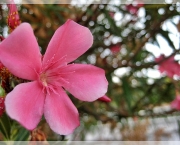 flor-portulaca-grandiflora-a-popular-onze-horas-1