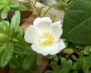 flor-portulaca-grandiflora-a-popular-onze-horas-10