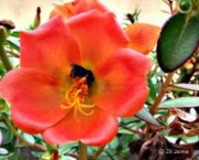 flor-portulaca-grandiflora-a-popular-onze-horas-12