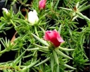 flor-portulaca-grandiflora-a-popular-onze-horas-14