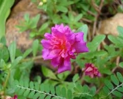 flor-portulaca-grandiflora-a-popular-onze-horas-15