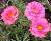 flor-portulaca-grandiflora-a-popular-onze-horas-2