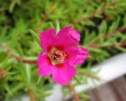 flor-portulaca-grandiflora-a-popular-onze-horas-4