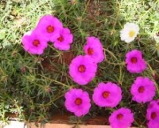 flor-portulaca-grandiflora-a-popular-onze-horas-5