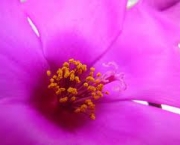 flor-portulaca-grandiflora-a-popular-onze-horas-7