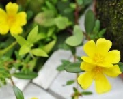 flor-portulaca-grandiflora-a-popular-onze-horas-8