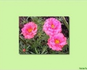 flor-portulaca-grandiflora-a-popular-onze-horas-9