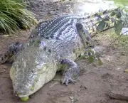 crocodilo-4.jpg