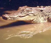 crocodilo-7.jpg
