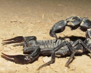 Fotos de Escorpiões (7)