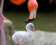 Fotos de Flamingos (2)