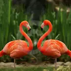 Flamingos em Coração