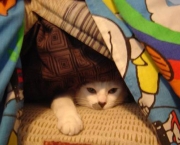 Gato Escondido