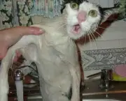 gato-tomando-banho-4