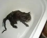 gato-tomando-banho-7