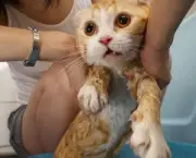 gato-tomando-banho-8