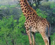 girafa-na-natureza.jpg