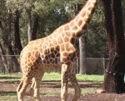 girafa-no-zoologico.jpg