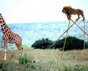 leao-cacando-girafa.jpg
