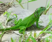 iguana-verde-2.jpg