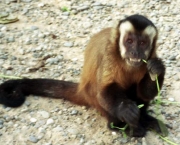 macaco-comendo.jpg