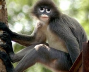macaco-de-moicano.jpg