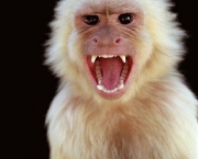 macaco-zangado.jpg