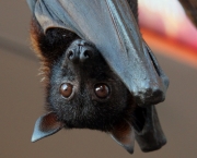 Fotos de Morcegos (2)
