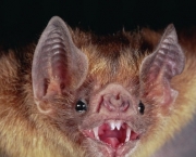 Fotos de Morcegos (8)