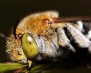 olhos-de-abelha-1.jpg