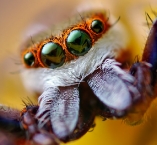 olhos-de-aranha-1.jpg