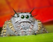 olhos-de-aranha-2.jpg