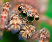olhos-de-aranha-3.jpg