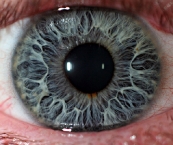 olhos-humanos-2.jpg